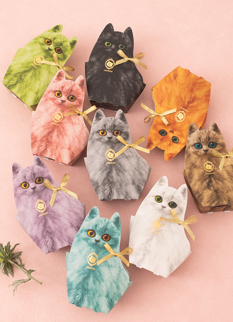 シャトロワの子猫たち