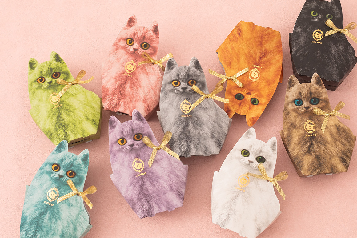 シャトロワの子猫たち